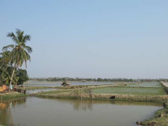 Reisfeld in Südasien: Klima- und Landnutzungswandel